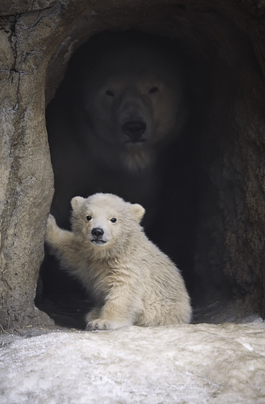 Momma bear protecting cub Blank Meme Template