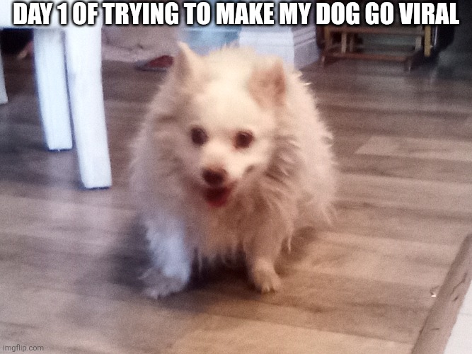 IMG_20260522_171356_095.jpg | Day 1 of trying to make my dog go viral | image tagged in img_20260522_171356_095 jpg | made w/ Imgflip meme maker
