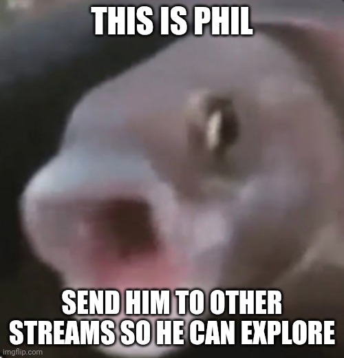 In case you wonder, I'm creating this, not continuing | This is phil; Send him to other streams so he can explore | image tagged in poggers fish | made w/ Imgflip meme maker