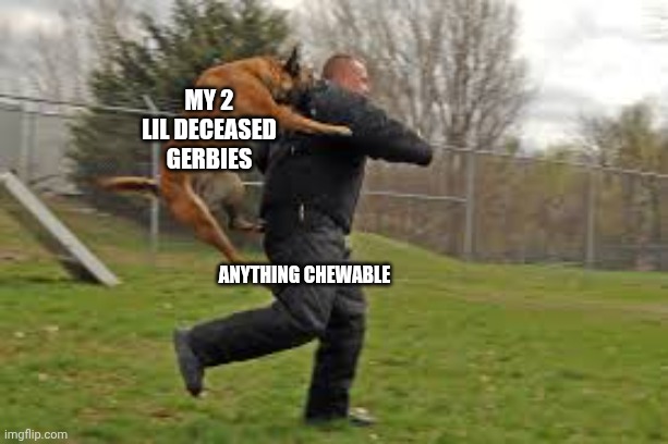 . | My 2 lil deceased gerbies; Anything chewable | image tagged in dog attack | made w/ Imgflip meme maker