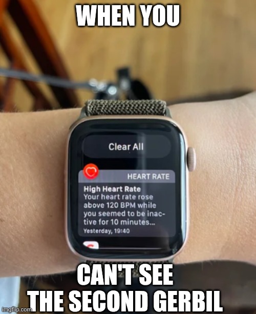 My life story when my two gerbils were still here | When you; Can't see the second gerbil | image tagged in stress level increased | made w/ Imgflip meme maker