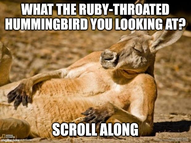 Scroll to your hearts content | What the ruby-throated hummingbird you looking at? Scroll along | image tagged in chillin kangaroo | made w/ Imgflip meme maker