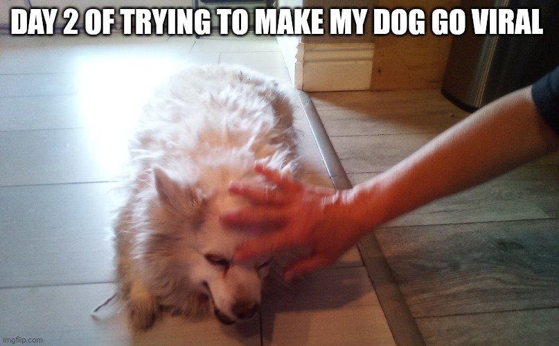 IMG_20260522_170734_750.jpg | Day 2 of trying to make my dog go viral | image tagged in img_20260522_170734_750 jpg | made w/ Imgflip meme maker
