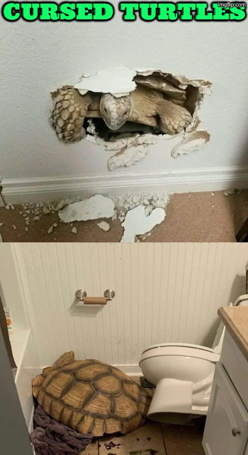 Cursed Turtles | Cursed Turtles | image tagged in cursed images,turtles,toilets,walls,funny animals,excuse me wtf | made w/ Imgflip meme maker