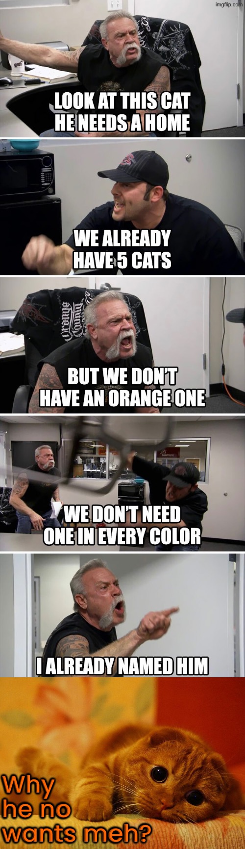 Why He No Wants Meh | Why he no wants meh? | image tagged in cats,funny cats,american chopper argument,cute cat,sad cat,orange cat | made w/ Imgflip meme maker