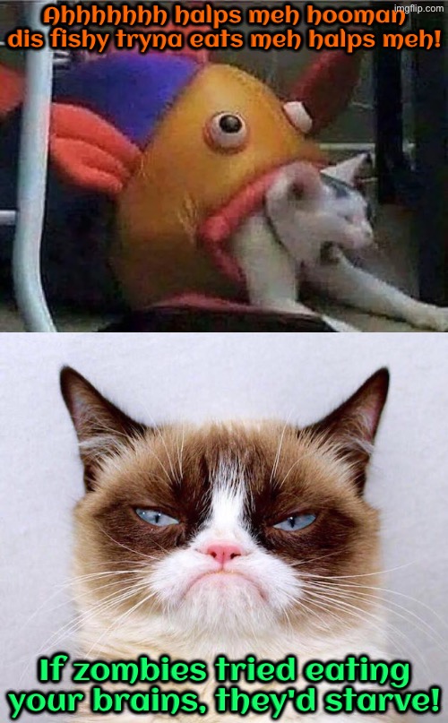 They'd Starve | Ahhhhhhh halps meh hooman dis fishy tryna eats meh halps meh! If zombies tried eating your brains, they'd starve! | image tagged in cats,funny cats,grumpy cat,grumpy cat insults,duhhh dumbass,dude you're an idiot | made w/ Imgflip meme maker