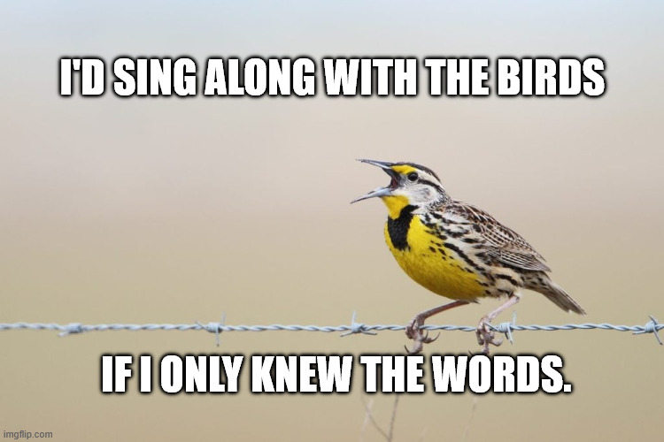 Sing with birds | I'd sing along with the birds; if I only knew the words. | image tagged in sing with birds | made w/ Imgflip meme maker