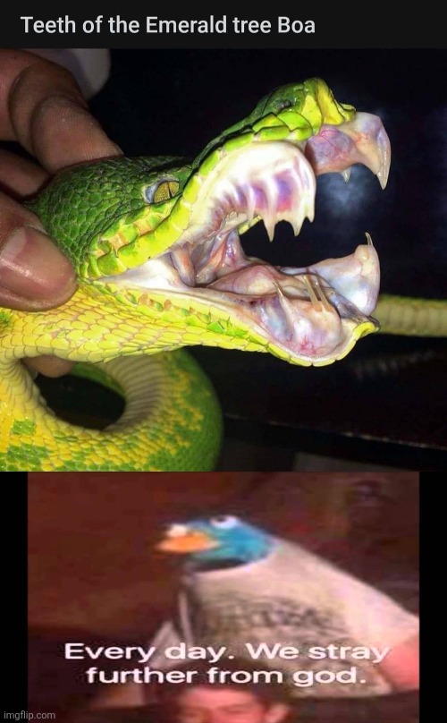 Emerald tree boas are the nastiest creatures i've ever seen, it's just a real life eldritch horror, i'm leaving earth | image tagged in every day we stray further from god,cursed,nasty,wtf,snake,ew | made w/ Imgflip meme maker