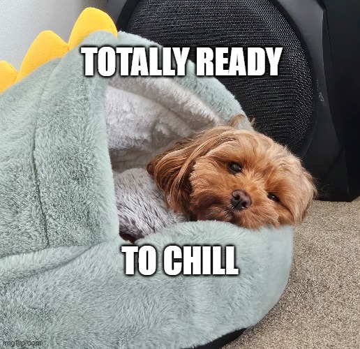 TOTALLY READY TO CHILL | totally ready; to chill | image tagged in totally ready to chill | made w/ Imgflip meme maker