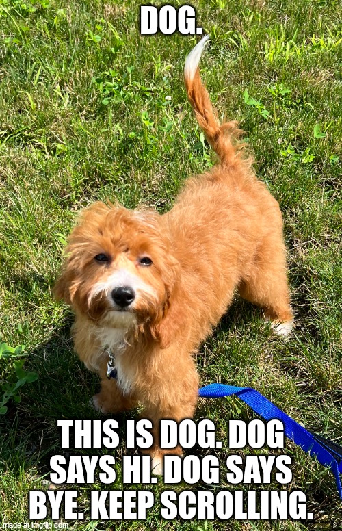 Dog. (: | Dog. This is dog. Dog says hi. Dog says bye. Keep scrolling. | image tagged in dog of judgement | made w/ Imgflip meme maker