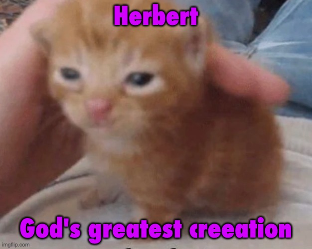 Herbert | Herbert; God's greatest creeation | image tagged in herbert,cat,cute cat,cute af | made w/ Imgflip meme maker