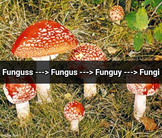 Just a translation I came up with | Funguss ---> Fungus ---> Funguy ---> Fungi | image tagged in funguss,funguy,memes | made w/ Imgflip meme maker