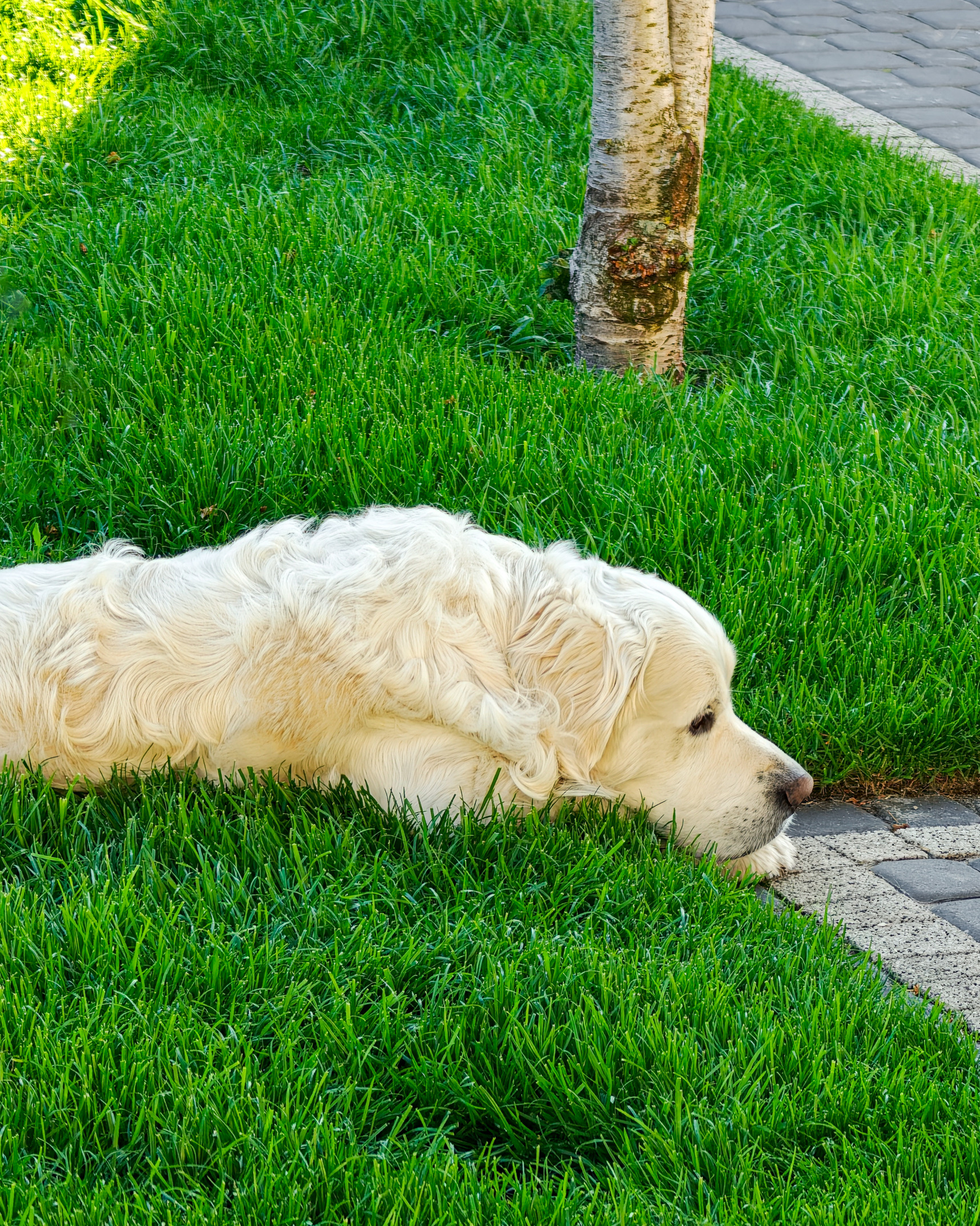 Sad golden retriever Blank Meme Template