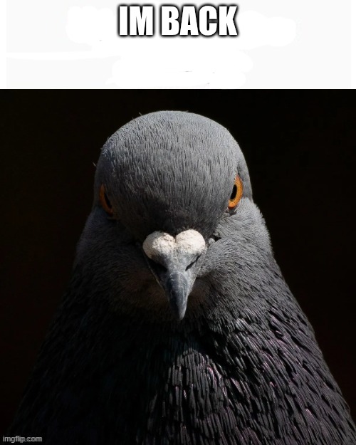 IM BACK | image tagged in the pigon saw what you deleted | made w/ Imgflip meme maker