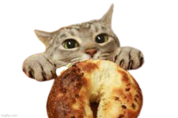 The cat is hungry | image tagged in cat want bagel | made w/ Imgflip meme maker