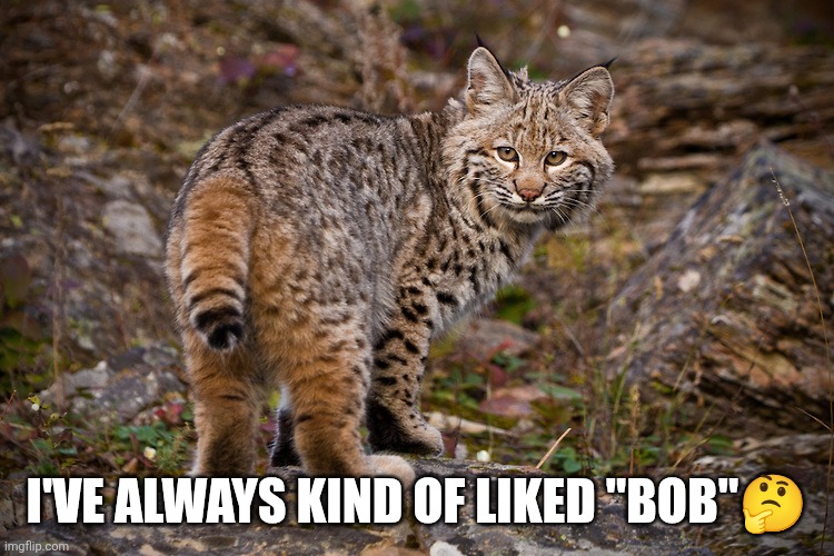 Bobcat looking over its shoulder | I've always kind of liked "Bob"? | image tagged in bobcat looking over its shoulder | made w/ Imgflip meme maker