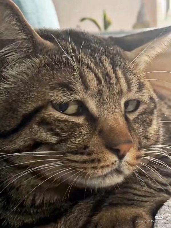 Side eye meow Blank Meme Template
