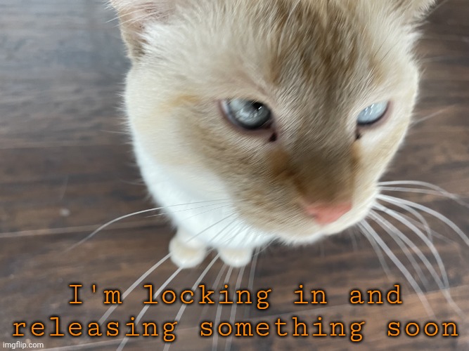 Cheze's Cat | I'm locking in and releasing something soon | image tagged in cheze's cat | made w/ Imgflip meme maker
