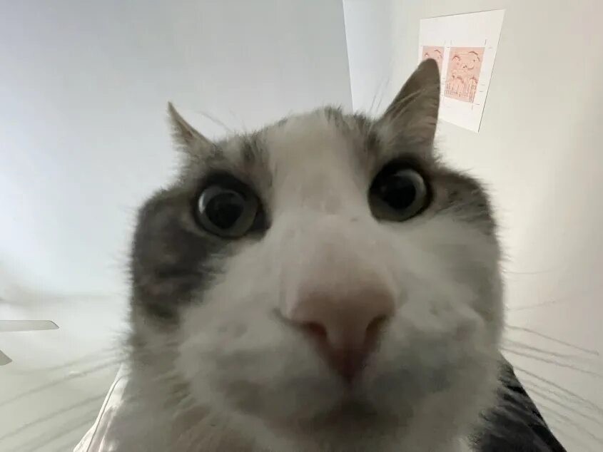 Cat Stare Blank Meme Template