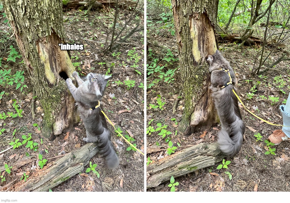 Sirko is screaming | *inhales | image tagged in cat,angry cat,scream,screaming,screaming cat | made w/ Imgflip meme maker