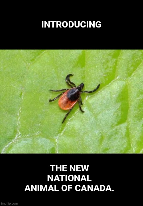 Does this tick you off? | Introducing; The new national animal of Canada. | image tagged in canada,bill gates | made w/ Imgflip meme maker