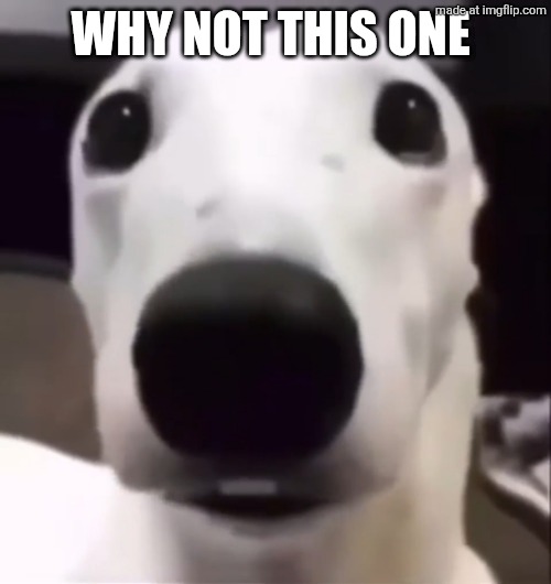 Shivering Dog | Why not this one | image tagged in shivering dog | made w/ Imgflip meme maker
