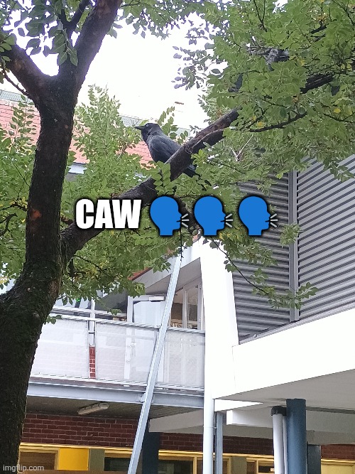 Is this a good shitpost | CAW 🗣️🗣️🗣️ | image tagged in shitpost,crow,funny | made w/ Imgflip meme maker