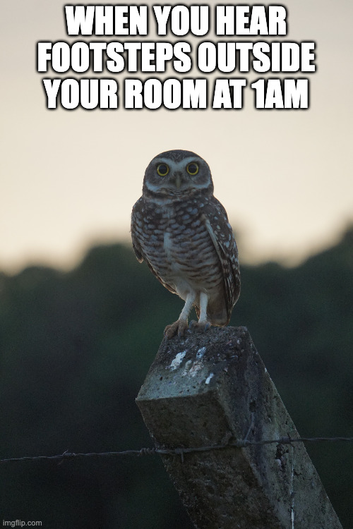 1AM Scare | When you hear footsteps outside your room at 1am | image tagged in cute animals,bird,scared | made w/ Imgflip meme maker