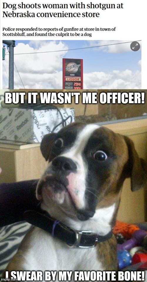 what? | But it wasn't me officer! I swear by my favorite bone! | image tagged in screenshot 2026-05-27 9 56 12 am png,blankie the shocked dog | made w/ Imgflip meme maker