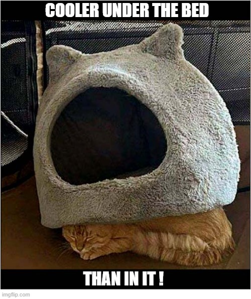 Cat Logic ! | Cooler Under The Bed; than in it ! | image tagged in cats,logic,undernearh,bed | made w/ Imgflip meme maker