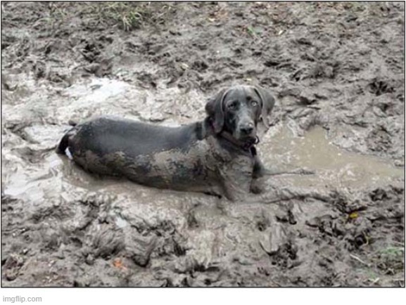 What ? | image tagged in dog,pointer,mud,what | made w/ Imgflip meme maker