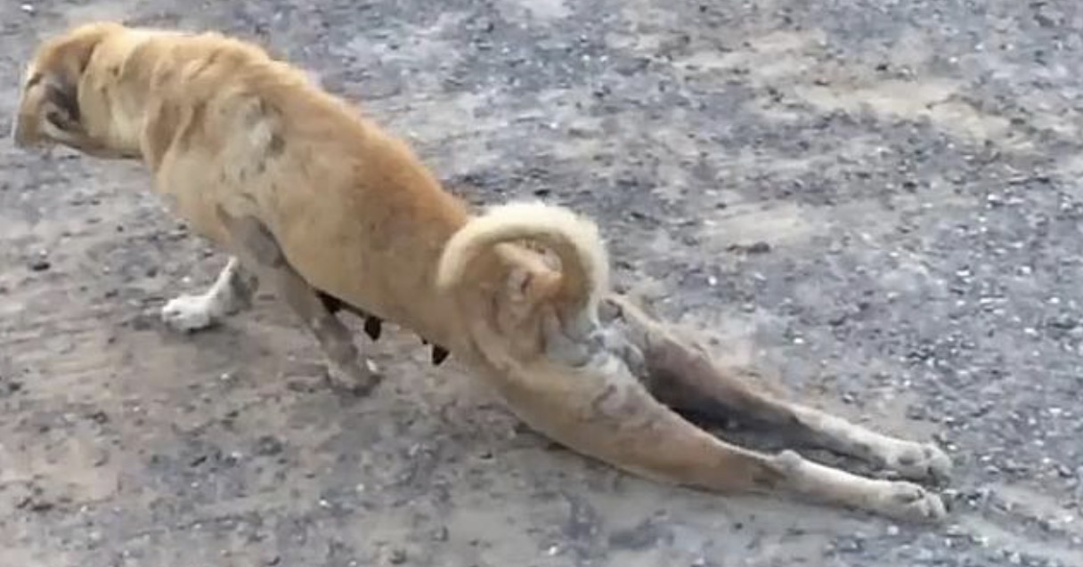 dog after squats Blank Meme Template