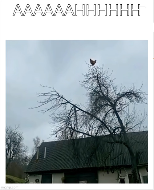 screaming chicken | AAAAAAHHHHHH | image tagged in blank bingo | made w/ Imgflip meme maker