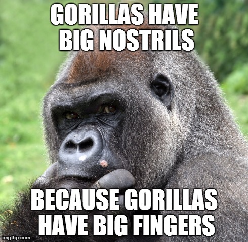 I am no Marlon Perkins, but I do know this about Gorillas | GORILLAS HAVE BIG NOSTRILS BECAUSE GORILLAS HAVE BIG FINGERS | image tagged in nostril,gorilla,funny,picking nose,random thought | made w/ Imgflip meme maker