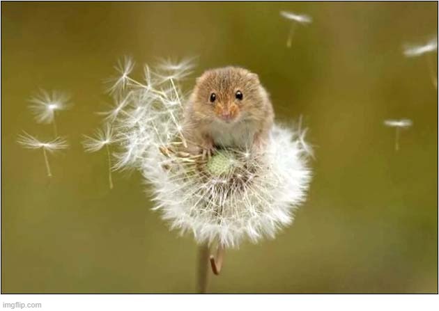Mouse On A Dandelion Clock | image tagged in mouse,dandelion,clock | made w/ Imgflip meme maker