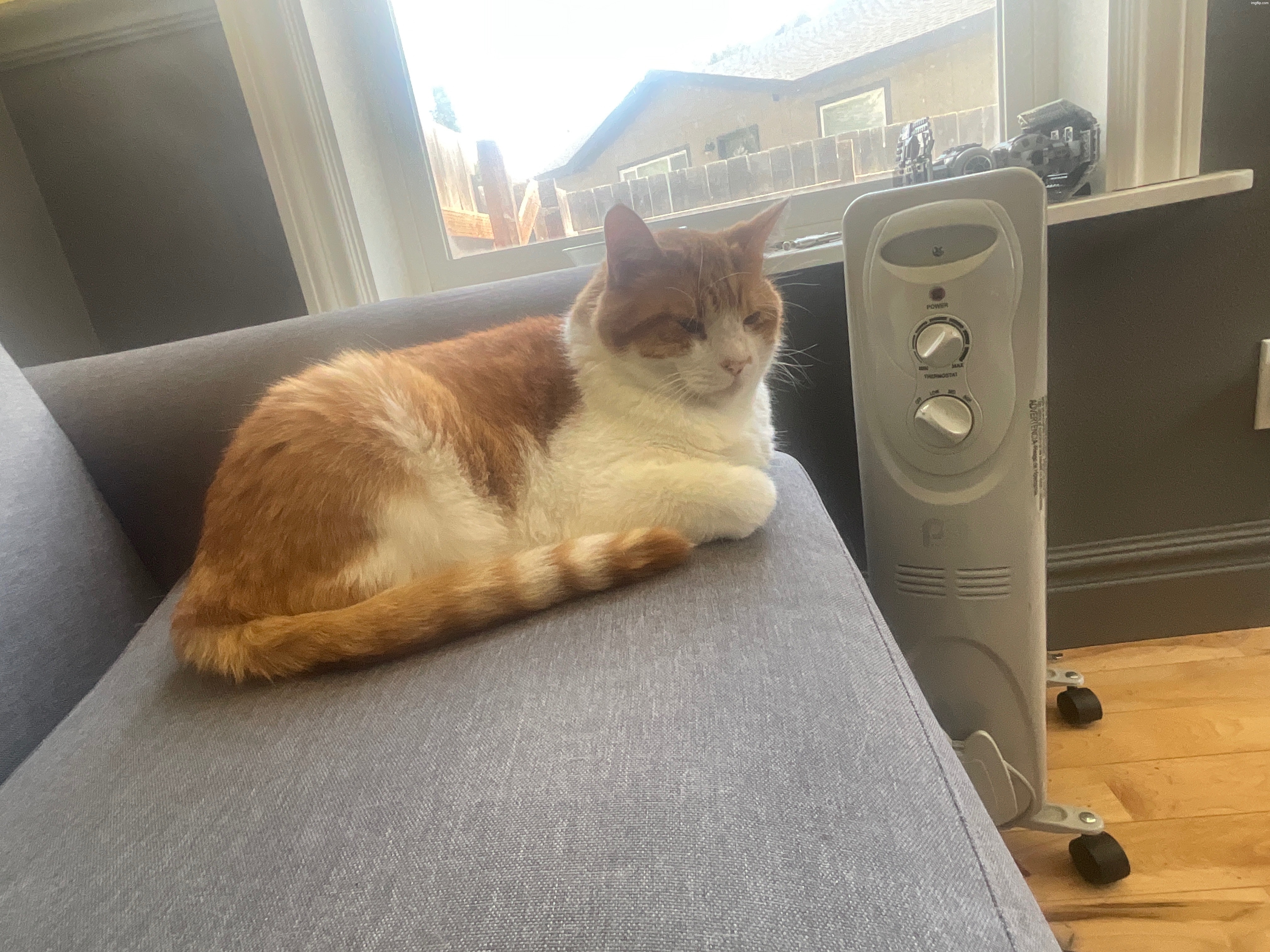 my cat | made w/ Imgflip meme maker