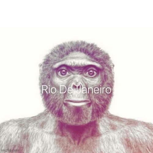 Monkey Stare | image tagged in monkey stare | made w/ Imgflip meme maker