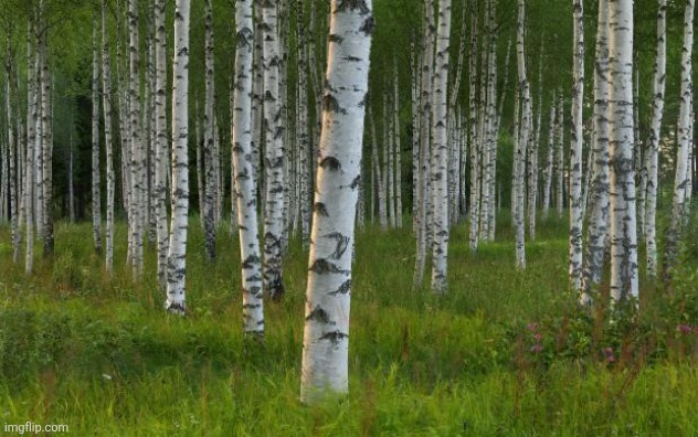 birch trees | image tagged in birch trees | made w/ Imgflip meme maker