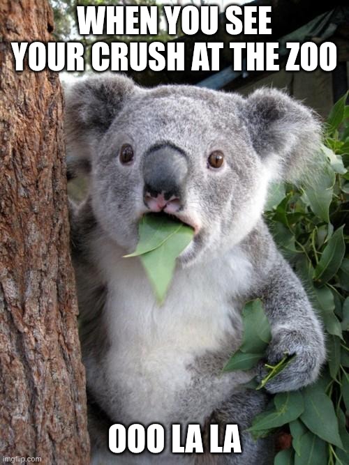mmmm | When you see your crush at the zoo; ooo la la | image tagged in memes,surprised koala | made w/ Imgflip meme maker