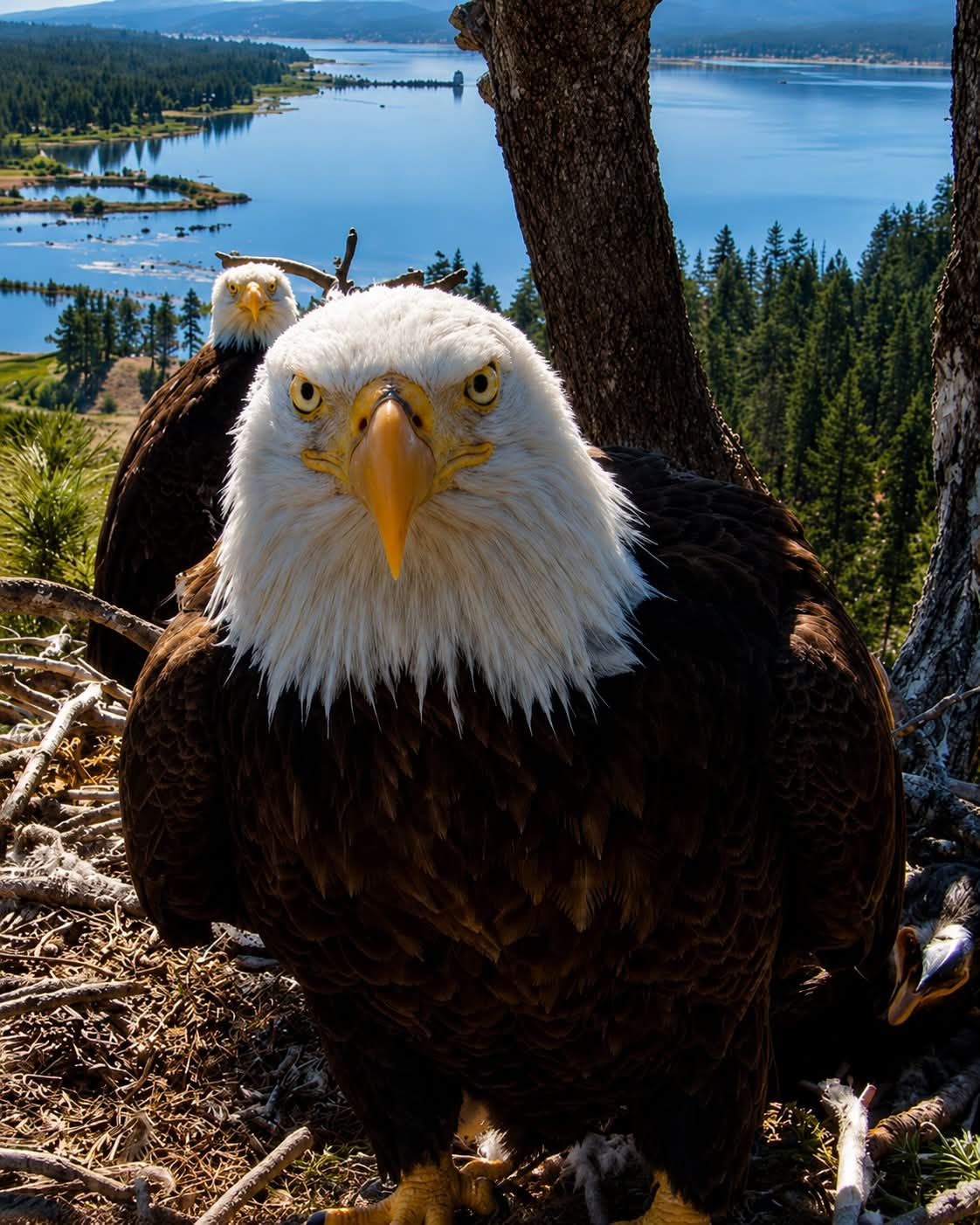 Eagles Blank Meme Template