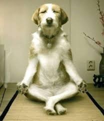 i lowkey gotta reach flow state hold on | image tagged in perfection dog | made w/ Imgflip meme maker