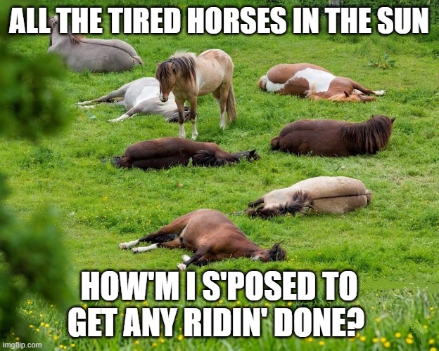 Bob Dylan All the Tired Horses | all the tired horses in the sun; how'm i s'posed to get any ridin' done? | image tagged in all the tired horses,bob dylan,self portrait,1970 | made w/ Imgflip meme maker