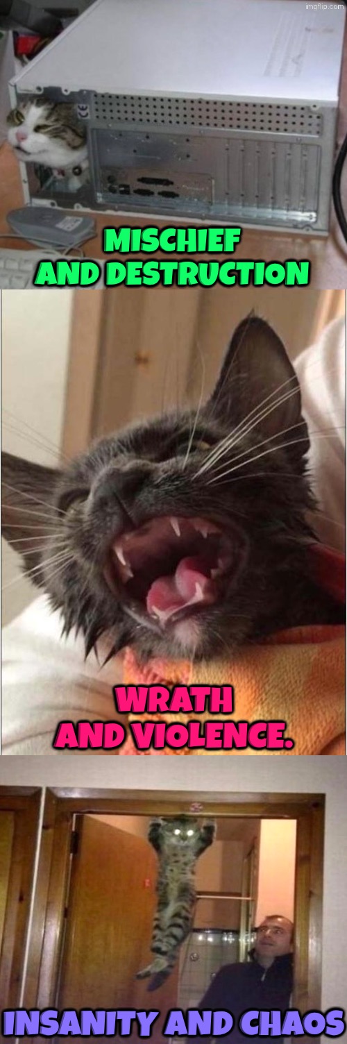 Some of the many common cat characteristics | Mischief and destruction; Wrath and violence. Insanity and chaos | image tagged in cats,kill you cat,kittens,insanity,mischief,violence | made w/ Imgflip meme maker