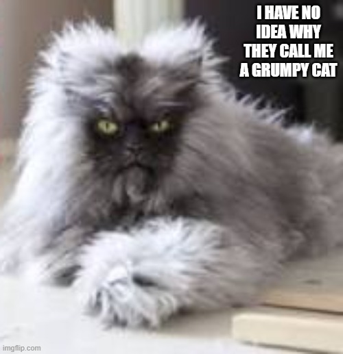 This cat wants to know why everyone thinks she is a Grumpy Cat. | I have no idea why they call me a grumpy cat | image tagged in cat,kittens,funny,humor,grumpy cat,feline | made w/ Imgflip meme maker