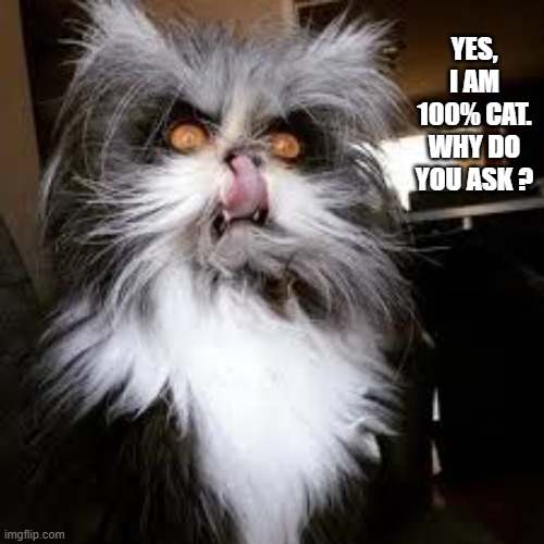 This cat wants you to know that he is 100% cat.    --  funny  -- | Yes, I am 100% cat. Why do you ask ? | image tagged in cat,kittens,funny,humor,funny cat memes,funny cat | made w/ Imgflip meme maker