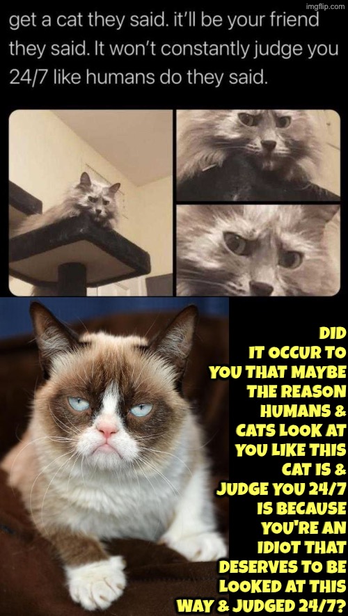 Did It Occur To You? | Did it occur to you that maybe the reason humans & cats look at you like this cat is & judge you 24/7 is because you're an idiot that deserves to be looked at this way & judged 24/7? | image tagged in cats,grumpy cat,grumpy cat insults,dont judge me,dude you're an idiot,it's time to start asking yourself the big questions meme | made w/ Imgflip meme maker