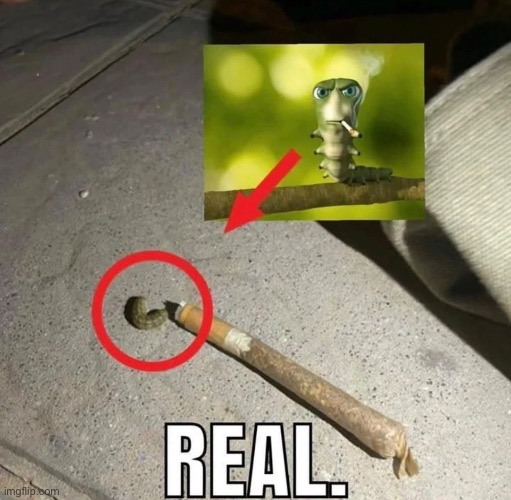 It’s getting harder to tell if what I’m seeing is hallucination from sleep deprivation or fruitflies flying in my room | made w/ Imgflip meme maker