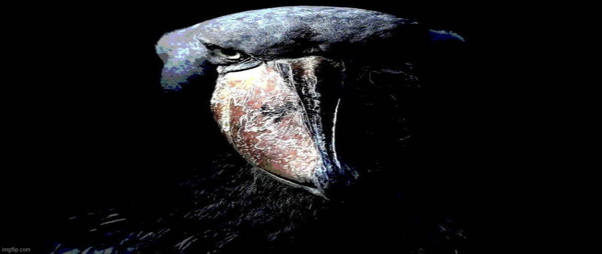 image tagged in bird knows | made w/ Imgflip meme maker