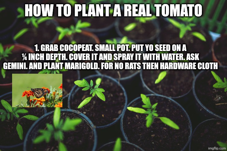 How to plant a real tomato 1. Grab cocopeat. Small pot. Put yo seed on a ¼ inch depth. Cover it and spray it with water. Ask gemini. And pla | image tagged in baby plants | made w/ Imgflip meme maker