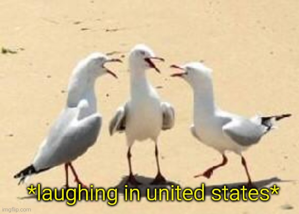 laughing seagulls | *laughing in united states* | image tagged in laughing seagulls | made w/ Imgflip meme maker